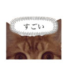もな様のきもち 基本関西弁（個別スタンプ：22）