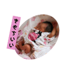 さらちゃんのはっぴー家族❤（個別スタンプ：6）