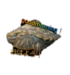 ミドリガメの日常言語（個別スタンプ：1）