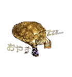 ミドリガメの日常言語（個別スタンプ：2）
