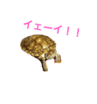 ミドリガメの日常言語（個別スタンプ：5）