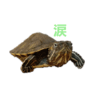 ミドリガメの日常言語（個別スタンプ：6）