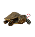 ミドリガメの日常言語（個別スタンプ：7）