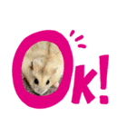 ハムスターのさくら（個別スタンプ：7）