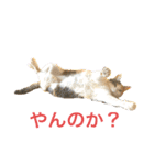 アイちゃんスタンプ2（個別スタンプ：6）