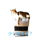 アイちゃんスタンプ2（個別スタンプ：8）