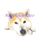 アイちゃんスタンプ2（個別スタンプ：10）