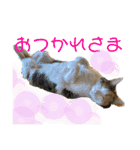 アイちゃんスタンプ2（個別スタンプ：14）