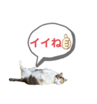 アイちゃんスタンプ2（個別スタンプ：18）