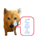 アイちゃんスタンプ2（個別スタンプ：19）