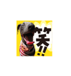 ハイパーイタグレ、蘭（個別スタンプ：20）
