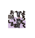 ハイパーイタグレ、蘭（個別スタンプ：22）
