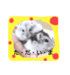 ハムちゃん集合体（個別スタンプ：2）
