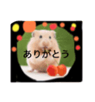 ハムちゃん集合体（個別スタンプ：4）