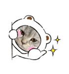 猫と時々犬の生活（個別スタンプ：1）