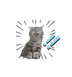 猫と時々犬の生活（個別スタンプ：4）
