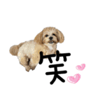 猫と時々犬の生活（個別スタンプ：7）