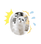 猫と時々犬の生活（個別スタンプ：8）