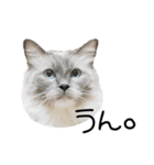 猫と時々犬の生活（個別スタンプ：9）