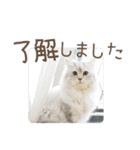 猫と時々犬の生活（個別スタンプ：10）
