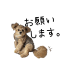猫と時々犬の生活（個別スタンプ：12）