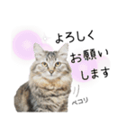 猫と時々犬の生活（個別スタンプ：13）