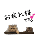 猫と時々犬の生活（個別スタンプ：14）