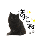 猫と時々犬の生活（個別スタンプ：15）
