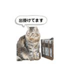 猫と時々犬の生活（個別スタンプ：16）
