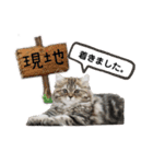 猫と時々犬の生活（個別スタンプ：17）