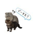猫と時々犬の生活（個別スタンプ：21）
