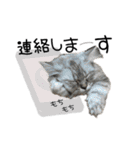 猫と時々犬の生活（個別スタンプ：23）