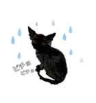 猫と時々犬の生活（個別スタンプ：29）