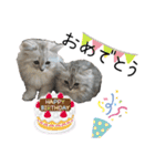 猫と時々犬の生活（個別スタンプ：30）