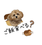 猫と時々犬の生活（個別スタンプ：31）