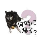 猫と時々犬の生活（個別スタンプ：32）