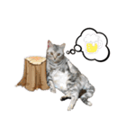 猫と時々犬の生活（個別スタンプ：35）