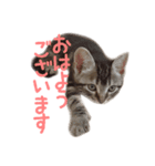 敬語のちゃちゃまる（個別スタンプ：1）