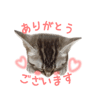 敬語のちゃちゃまる（個別スタンプ：3）