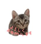 敬語のちゃちゃまる（個別スタンプ：6）