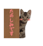 敬語のちゃちゃまる（個別スタンプ：10）