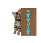 敬語のちゃちゃまる（個別スタンプ：12）