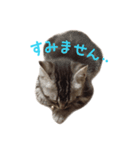 敬語のちゃちゃまる（個別スタンプ：14）