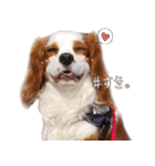Shake＆Chop（個別スタンプ：7）