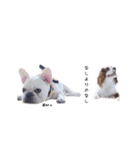Shake＆Chop（個別スタンプ：10）