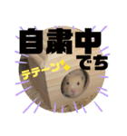 ハムスターのパズ君 ⑦（個別スタンプ：1）