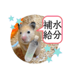 ハムスターのパズ君 ⑦（個別スタンプ：6）
