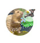 ハムスターのパズ君 ⑦（個別スタンプ：7）