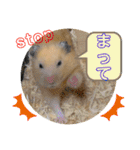 ハムスターのパズ君 ⑦（個別スタンプ：10）