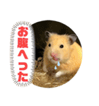 ハムスターのパズ君 ⑦（個別スタンプ：12）